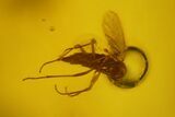 Four Fossil Flies (Diptera) In Baltic Amber #197746-1